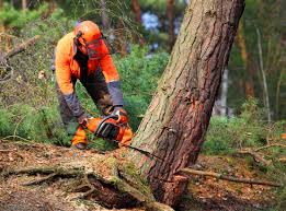 Best Tree Health Inspection  in Honey Grove, TX